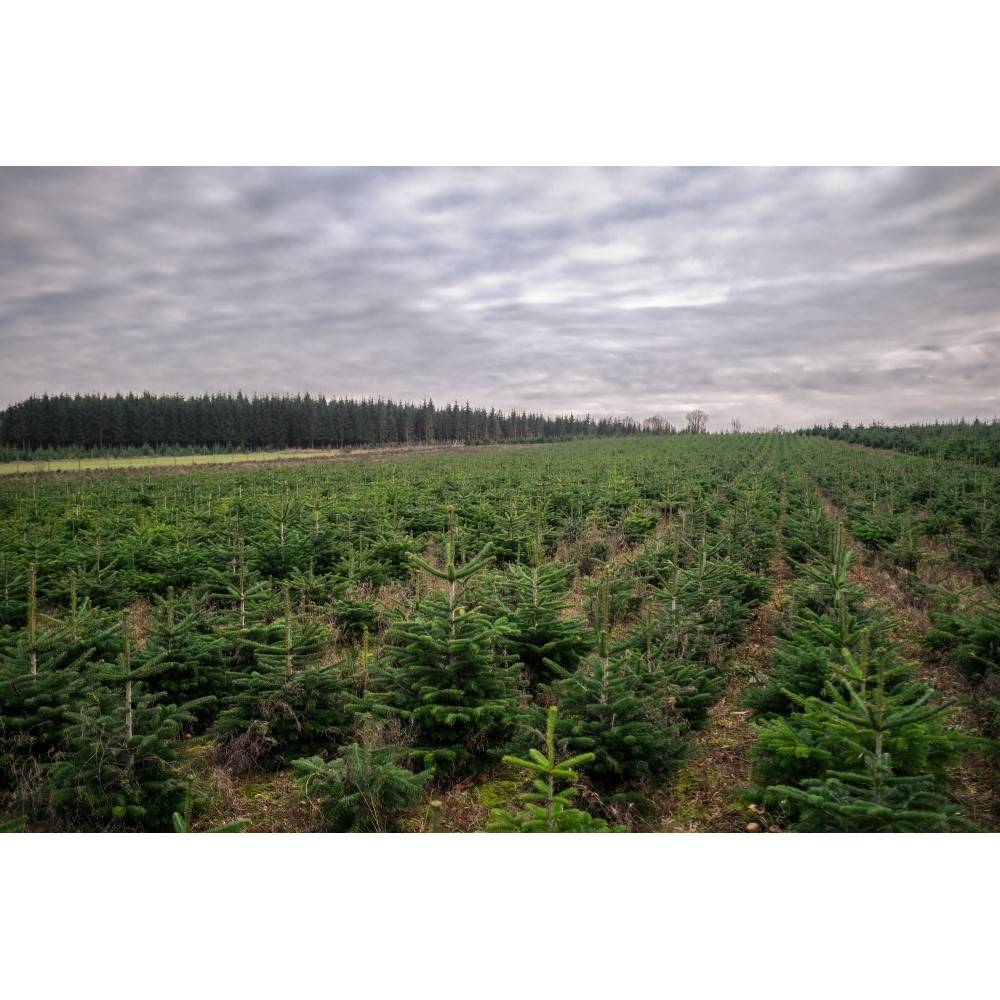 Naturlige Nordmann Fir - Billede 4